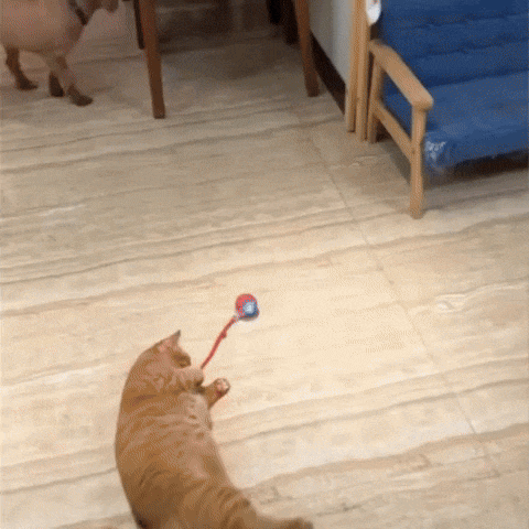 Juguete Interactivo Para Gatos Recargable Pelota Automática 490-181