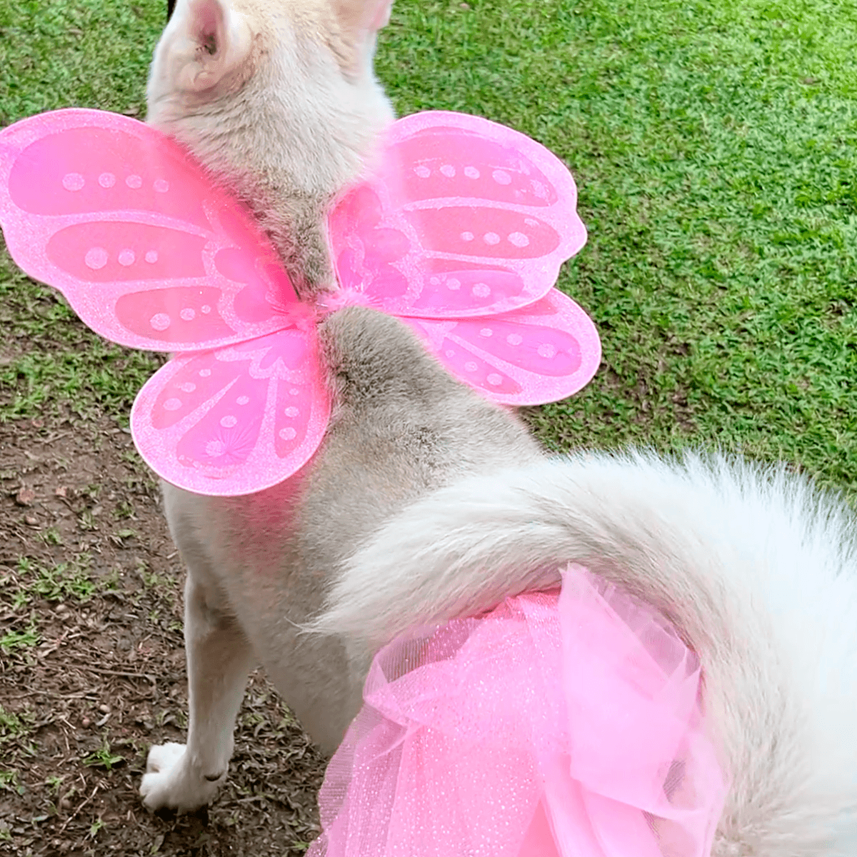Disfraz Para Mascota De Hada Tutú Alas Halloween OF-1507PET
