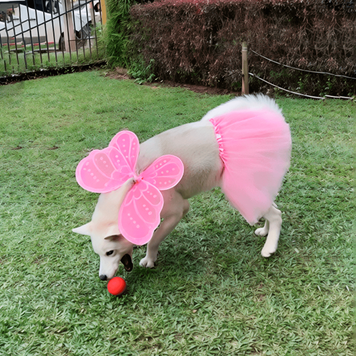 Disfraz Para Mascota De Hada Tutú Alas Halloween OF-1507PET