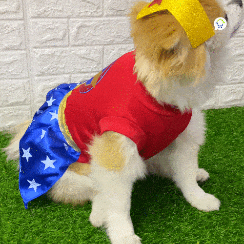 Disfraz Para Mascotas De Superhéroe Halloween Perro Gato GY003MMA