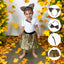 Disfraz Animales 4 Piezas Accesorios Halloween Niña Fiesta Disfraces OF-1492