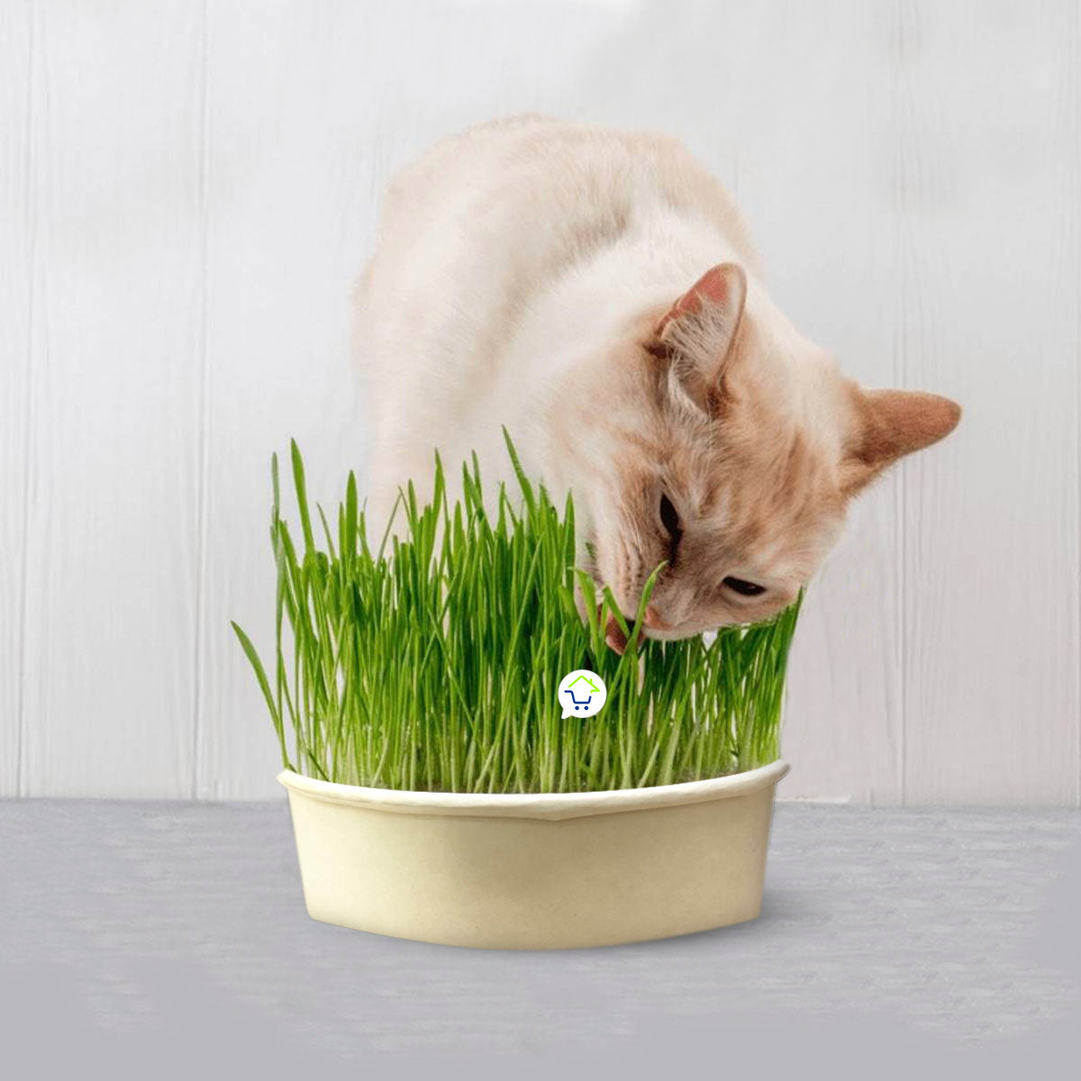 Hierba Comestible Para Gatos Pasto Gatuno Para Germinar HPSM-1