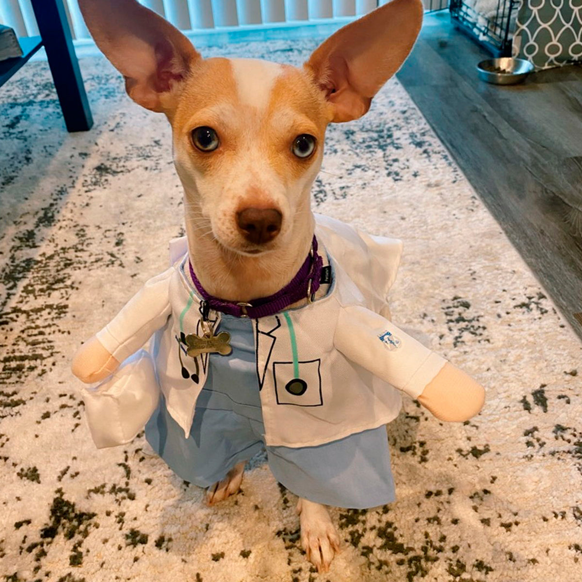 Disfraz Para Mascotas De Doctor Halloween Doctora PR396