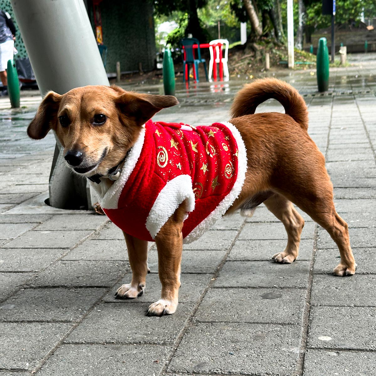 Disfraz Para Mascotas Muñeco de Navidad Traje Navideño Perro Gato DPMNMVE