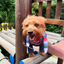 Disfraz De Chuky Para Perro Gato Mascotas de Chucky Halloween TV51