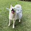 Disfraz Para Mascotas De Ángel Blanco Alas Tutú Halloween Fiesta Disfraces OF-1500PET