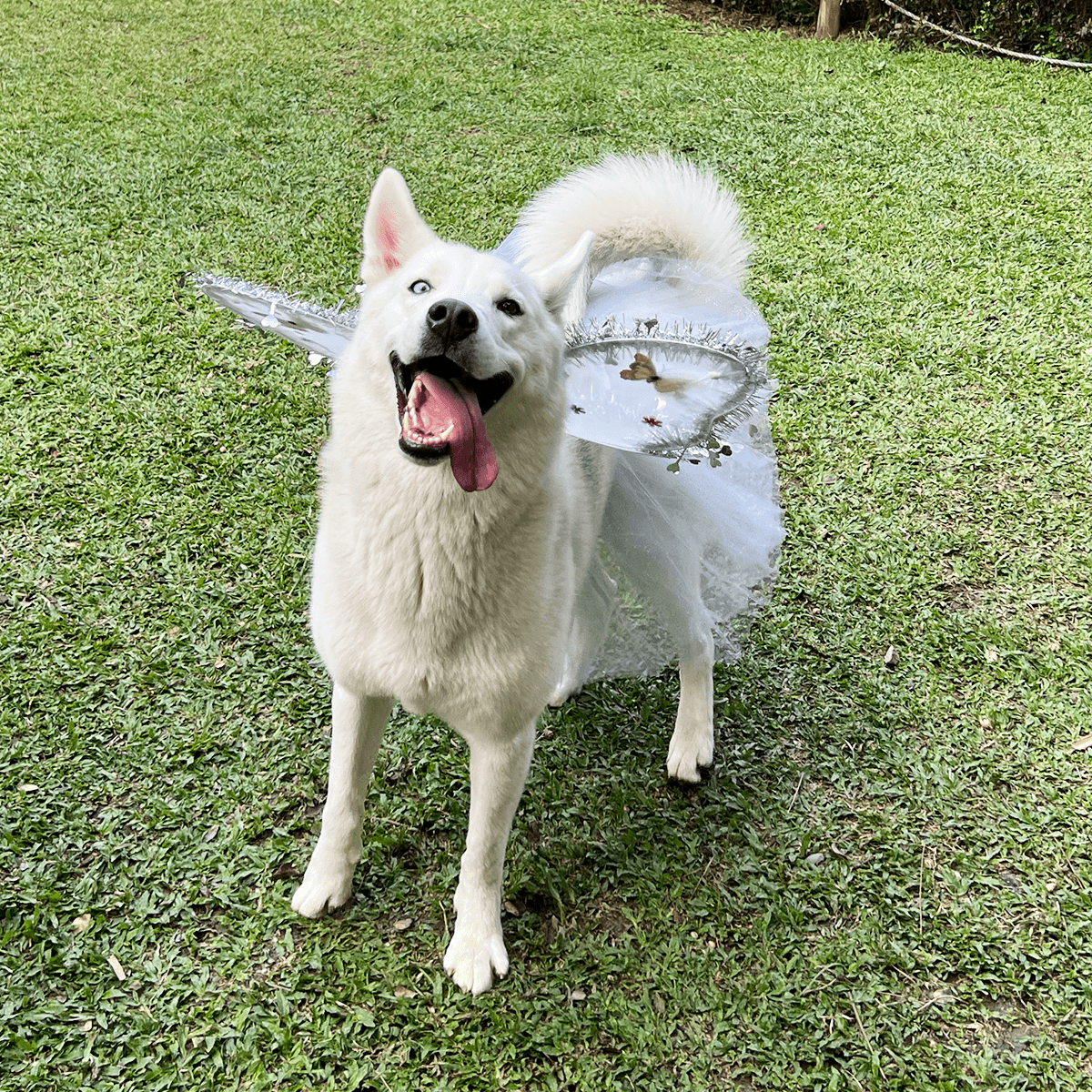 Disfraz Para Mascotas De Ángel Blanco Alas Tutú Halloween Fiesta Disfraces OF-1500PET