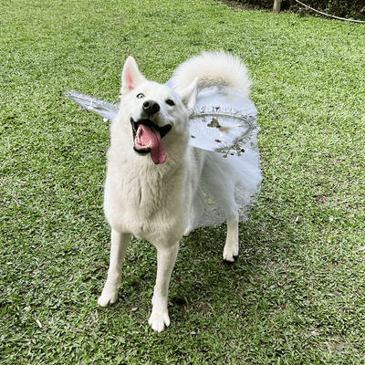 Disfraz Para Mascotas De Ángel Blanco Alas Tutú Halloween Fiesta Disfraces OF-1500PET
