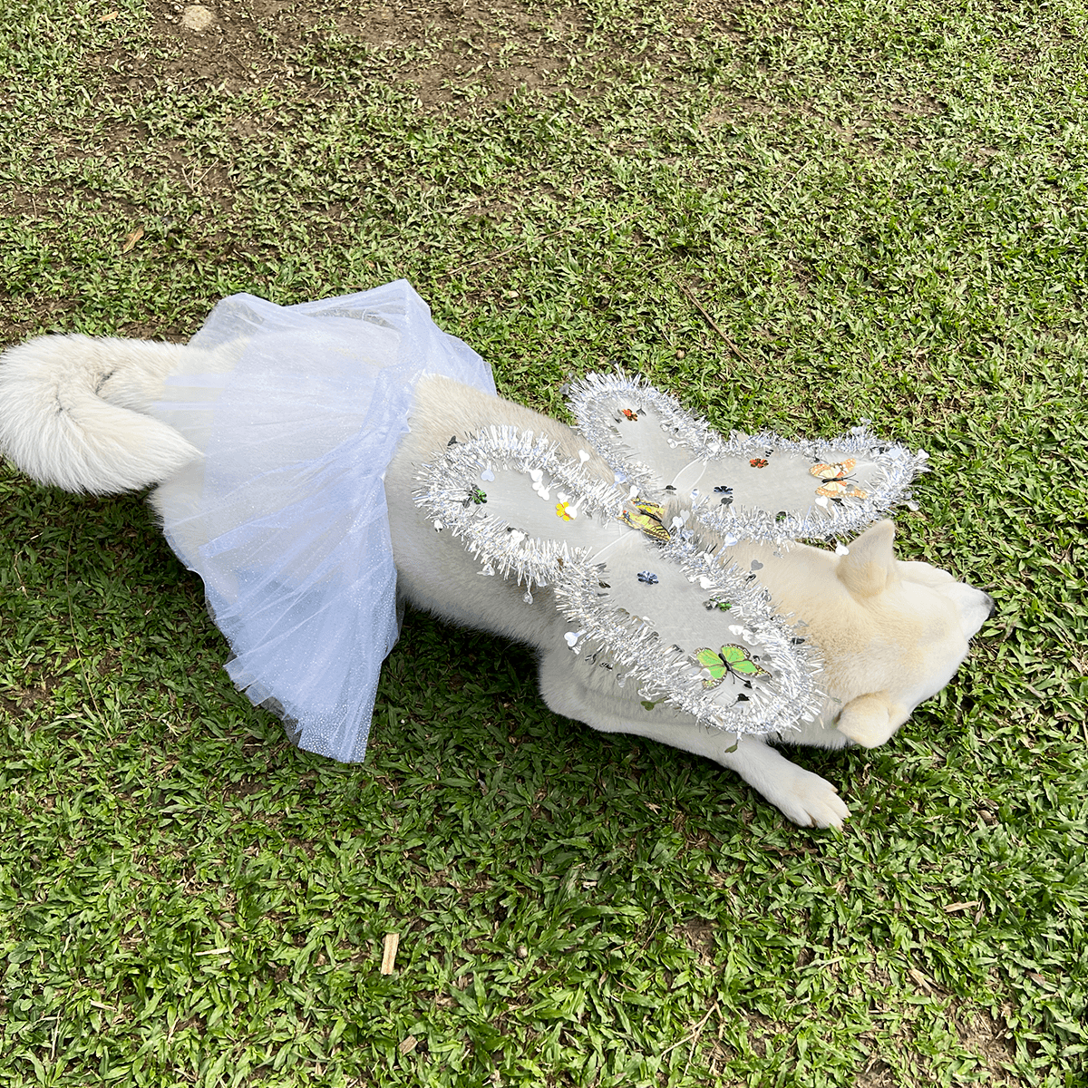 Disfraz Para Mascotas De Ángel Blanco Alas Tutú Halloween Fiesta Disfraces OF-1500PET