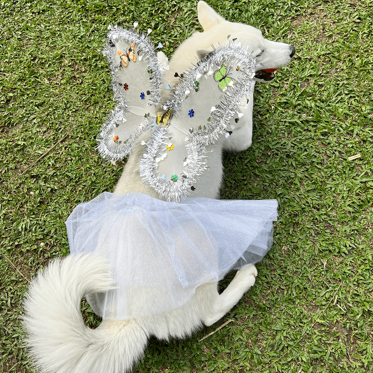 Disfraz Para Mascotas De Ángel Blanco Alas Tutú Halloween Fiesta Disfraces OF-1500PET