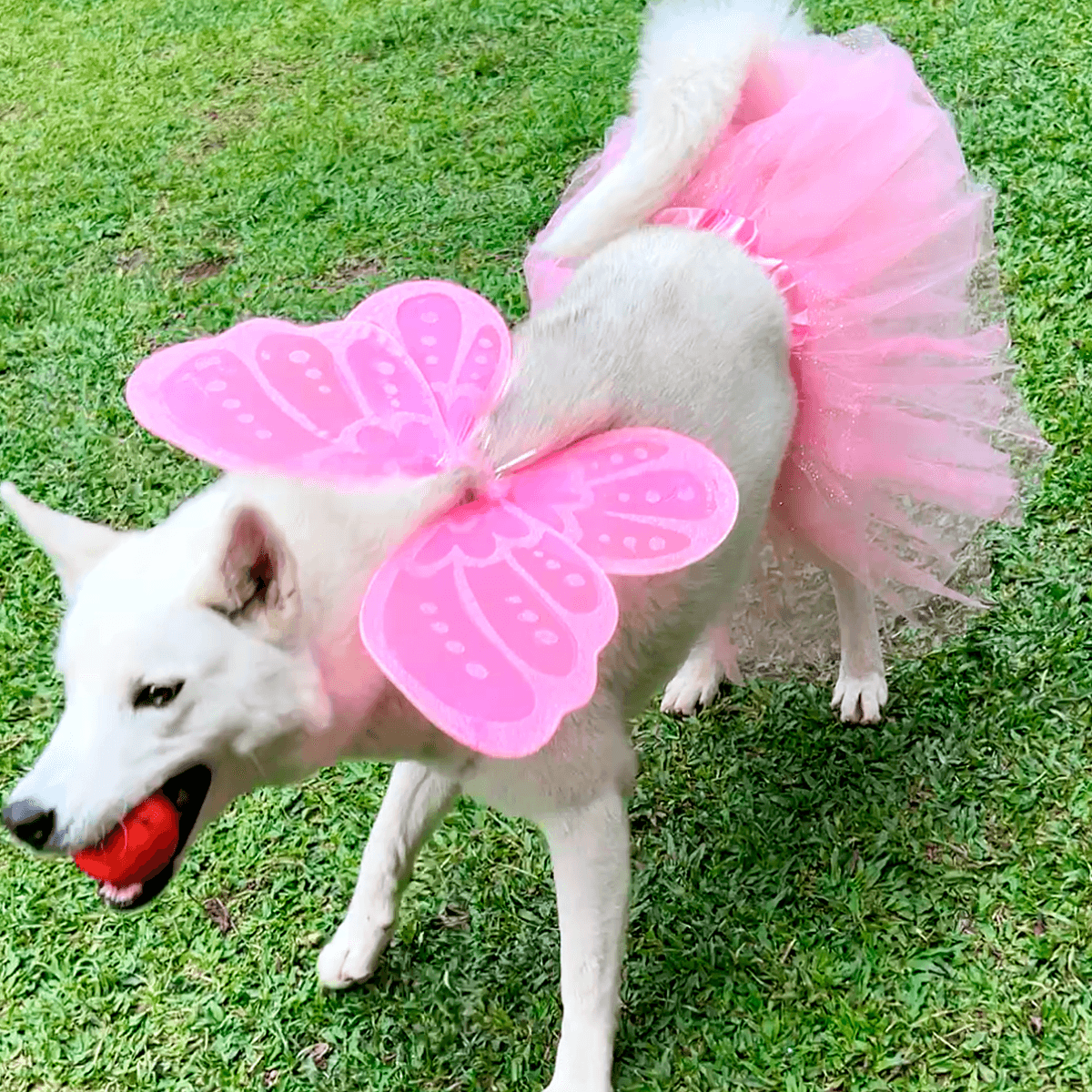 Disfraz Para Mascota De Hada Tutú Alas Halloween OF-1507PET