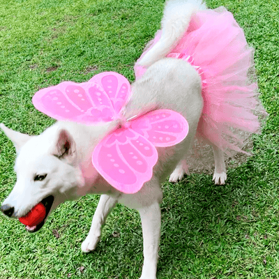 Disfraz Para Mascota De Hada Tutú Alas Halloween OF-1507PET