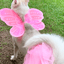 Disfraz Para Mascota De Hada Tutú Alas Halloween OF-1507PET