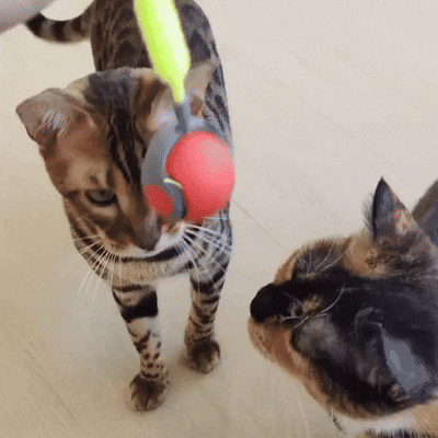 Pelota Interactiva Juguete Para Gatos Recargable Automática PTZ-23-2
